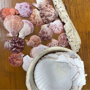 Seashell and driftwood lot Assorted Seashell Collection